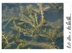 Treatment of Eurasian Milfoil scheduled for 7/2/18
